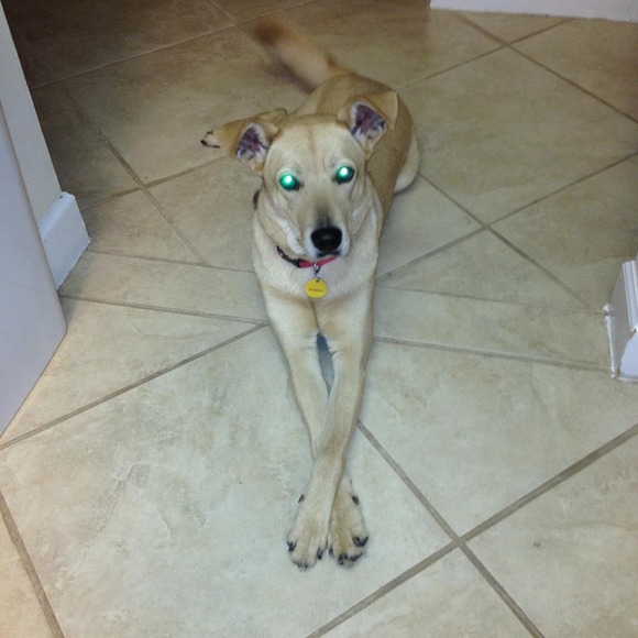 Meet your Posher, Flannery - Picture 1 of 1